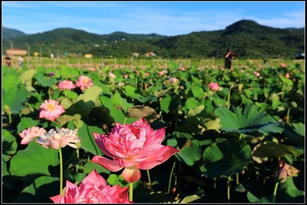 2020.06.06【蓮花】金山 ‧ 清水溼地 ‧ 牡丹蓮