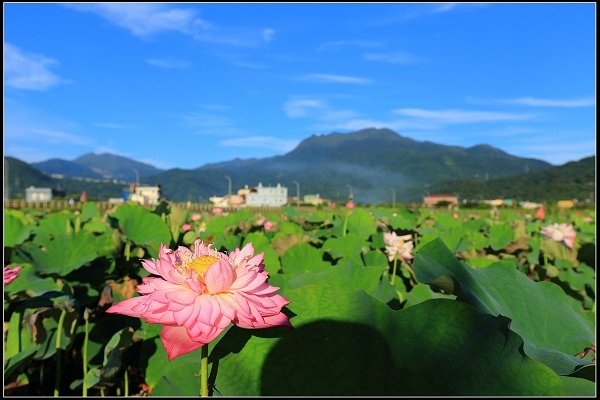 2020.06.06【蓮花】金山 ‧ 清水溼地 ‧ 牡丹蓮