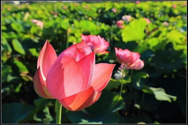 2020.06.06【蓮花】金山 ‧ 清水溼地 ‧ 牡丹蓮