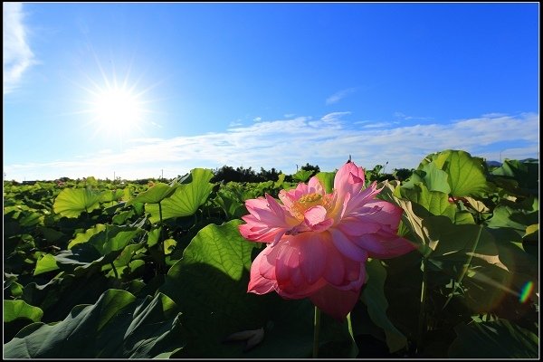 2020.06.06【蓮花】金山 ‧ 清水溼地 ‧ 牡丹蓮