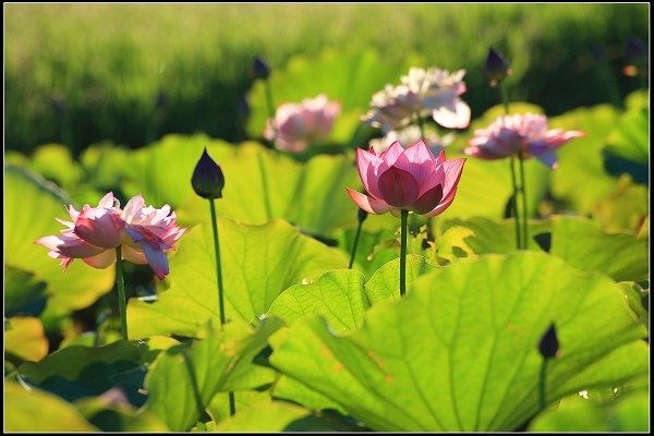 2020.06.06【蓮花】金山 ‧ 清水溼地 ‧ 牡丹蓮