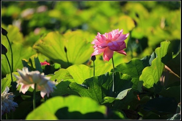 2020.06.06【蓮花】金山 ‧ 清水溼地 ‧ 牡丹蓮