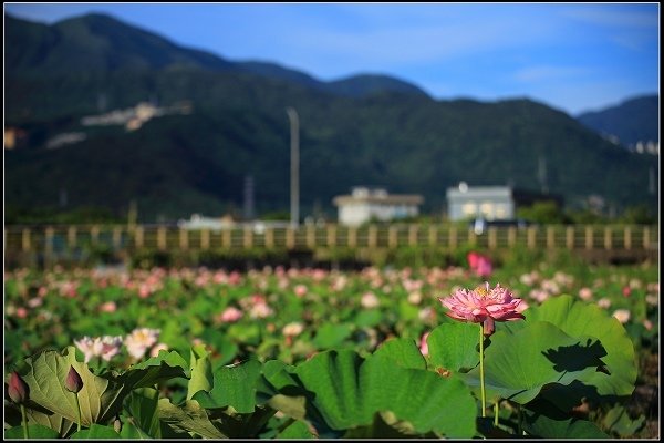 2020.06.06【蓮花】金山 ‧ 清水溼地 ‧ 牡丹蓮