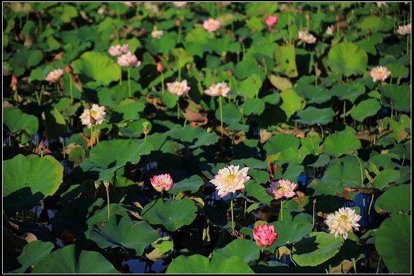 2020.06.06【蓮花】金山 ‧ 清水溼地 ‧ 牡丹蓮