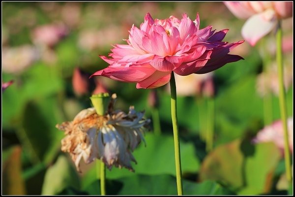 2020.06.06【蓮花】金山 ‧ 清水溼地 ‧ 牡丹蓮