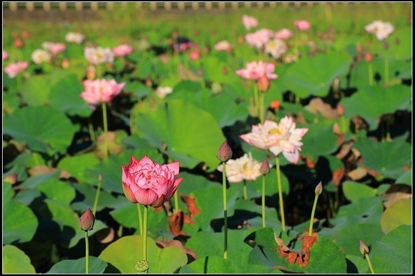 2020.06.06【蓮花】金山 ‧ 清水溼地 ‧ 牡丹蓮