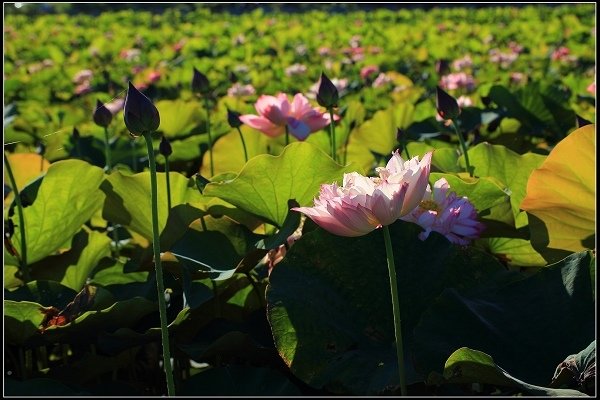 2020.06.06【蓮花】金山 ‧ 清水溼地 ‧ 牡丹蓮