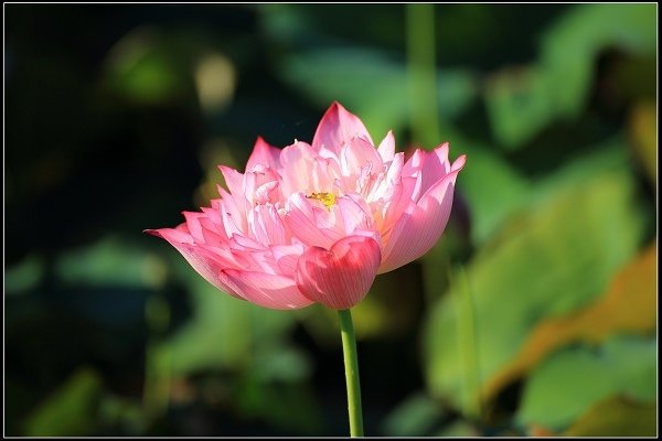 2020.06.06【蓮花】金山 ‧ 清水溼地 ‧ 牡丹蓮