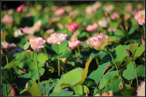 2020.06.06【蓮花】金山 ‧ 清水溼地 ‧ 牡丹蓮