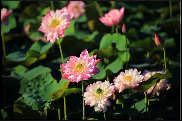 2020.06.06【蓮花】金山 ‧ 清水溼地 ‧ 牡丹蓮