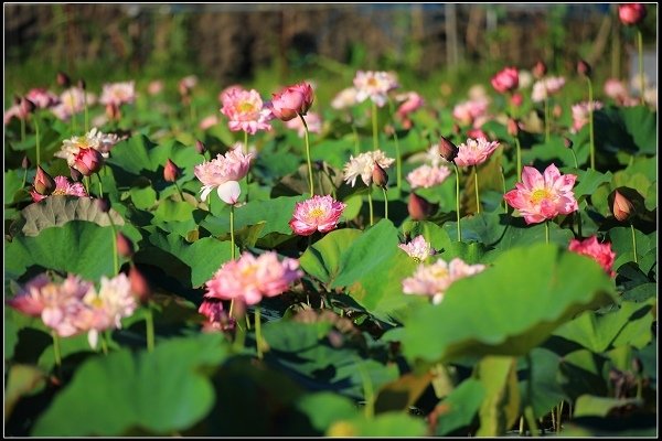 2020.06.06【蓮花】金山 ‧ 清水溼地 ‧ 牡丹蓮