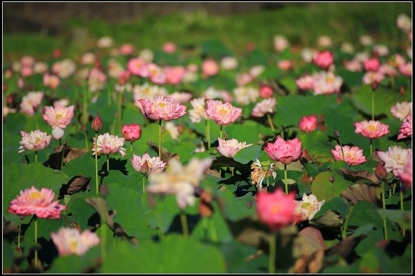 2020.06.06【蓮花】金山 ‧ 清水溼地 ‧ 牡丹蓮