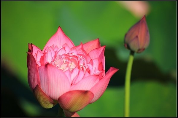 2020.06.06【蓮花】金山 ‧ 清水溼地 ‧ 牡丹蓮