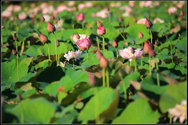 2020.06.06【蓮花】金山 ‧ 清水溼地 ‧ 牡丹蓮