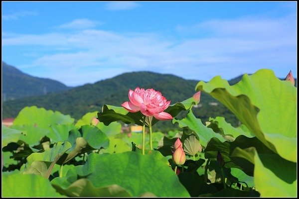 2020.06.06【蓮花】金山 ‧ 清水溼地 ‧ 牡丹蓮