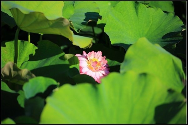 2020.06.06【蓮花】金山 ‧ 清水溼地 ‧ 牡丹蓮