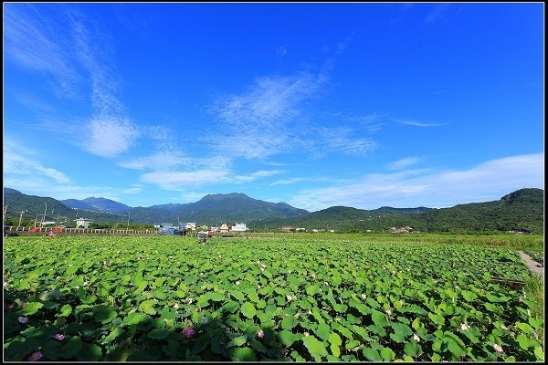 2020.06.06【蓮花】金山 ‧ 清水溼地 ‧ 牡丹蓮