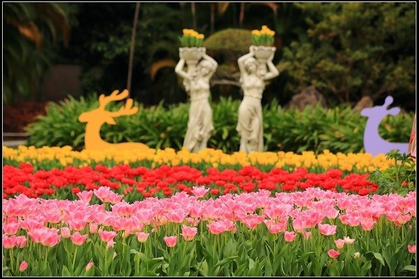 2020.02.15 士林官邸鬱金香展 ‧ 鬱見你真好