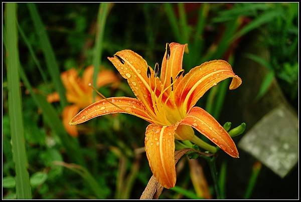 2024.08.18 台北陽明山 ‧ 竹子湖 ‧ 曹家花園金