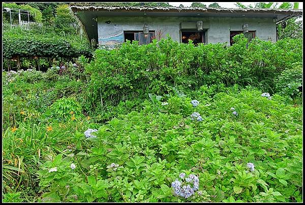 2024.08.18 台北陽明山 ‧ 竹子湖 ‧ 曹家花園金