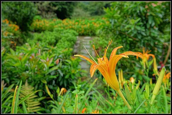 2024.08.18 台北陽明山 ‧ 竹子湖 ‧ 曹家花園金