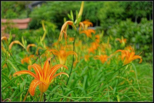 2024.08.18 台北陽明山 ‧ 竹子湖 ‧ 曹家花園金