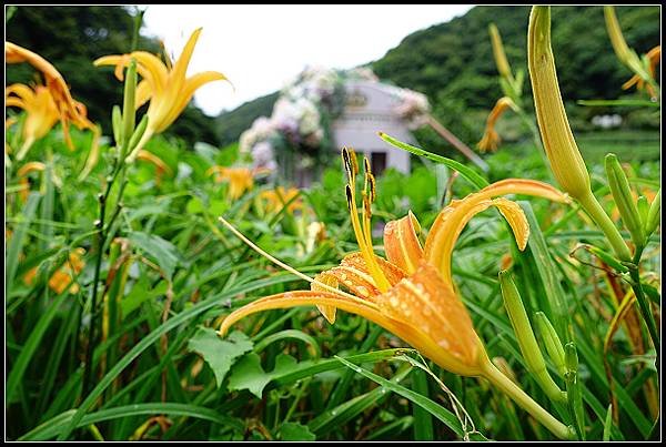 2024.08.18 台北陽明山 ‧ 竹子湖 ‧ 曹家花園金