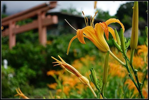 2024.08.18 台北陽明山 ‧ 竹子湖 ‧ 曹家花園金