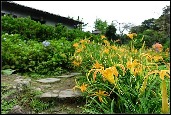 2024.08.18 台北陽明山 ‧ 竹子湖 ‧ 曹家花園金