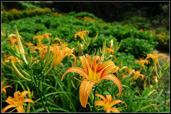 2024.08.18 台北陽明山 ‧ 竹子湖 ‧ 曹家花園金