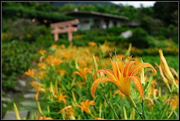 2024.08.18 台北陽明山 ‧ 竹子湖 ‧ 曹家花園金