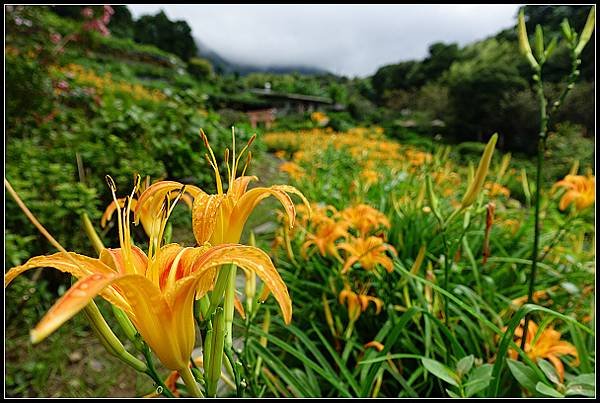 2024.08.18 台北陽明山 ‧ 竹子湖 ‧ 曹家花園金