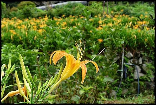 2024.08.18 台北陽明山 ‧ 竹子湖 ‧ 曹家花園金