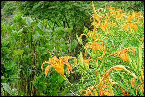 2024.08.18 台北陽明山 ‧ 竹子湖 ‧ 曹家花園金