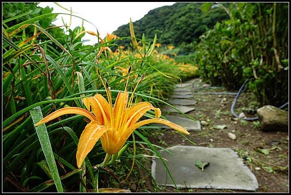 2024.08.18 台北陽明山 ‧ 竹子湖 ‧ 曹家花園金