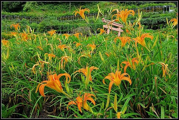 2024.08.18 台北陽明山 ‧ 竹子湖 ‧ 曹家花園金