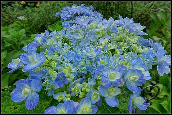 2024.08.18 台北陽明山 ‧ 竹子湖 ‧ 曹家花園金