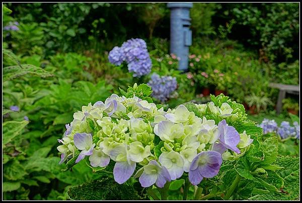 2024.08.18 台北陽明山 ‧ 竹子湖 ‧ 曹家花園金