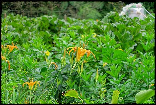 2024.08.18 台北陽明山 ‧ 竹子湖 ‧ 曹家花園金