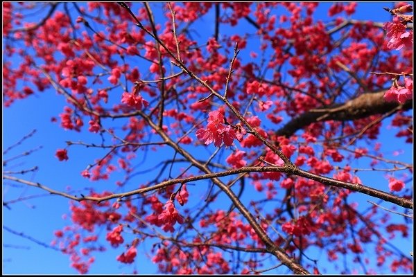 2020.1.11 木柵貓空‧魯冰花