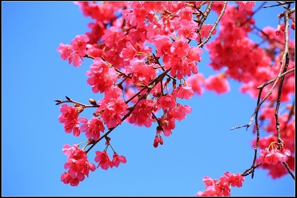 2020.1.11 木柵貓空‧魯冰花