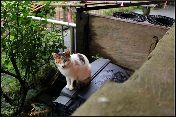 2019.11.30 猴硐‧再次與貓的邂逅