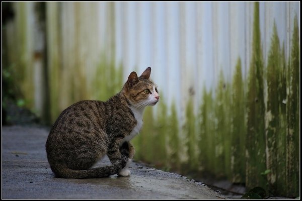2019.11.30 猴硐‧再次與貓的邂逅