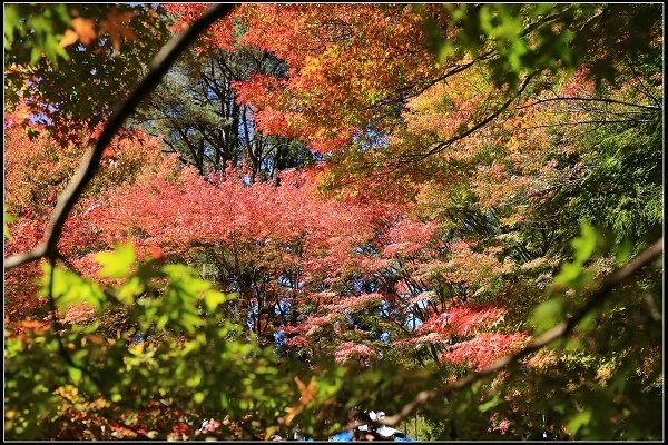 2019.11.13 尋訪福壽山楓紅