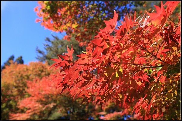 2019.11.13 尋訪福壽山楓紅