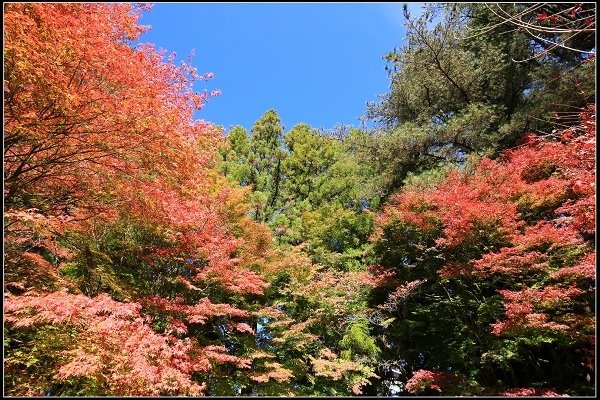 2019.11.13 尋訪福壽山楓紅