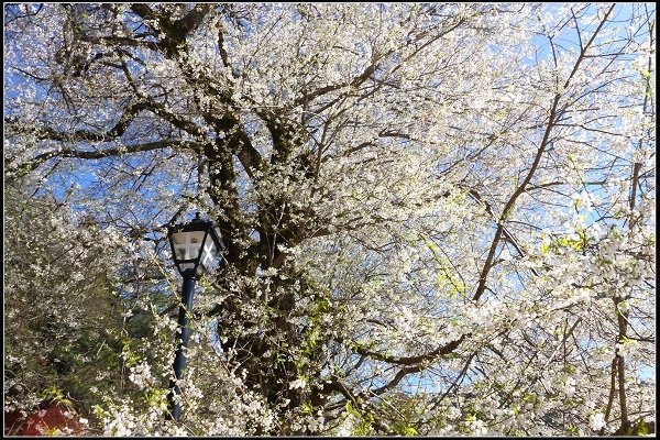 2019.03.04 觀霧‧霧社櫻櫻王