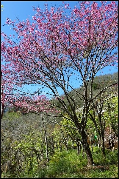 2019.03.04 觀霧‧霧社櫻櫻王