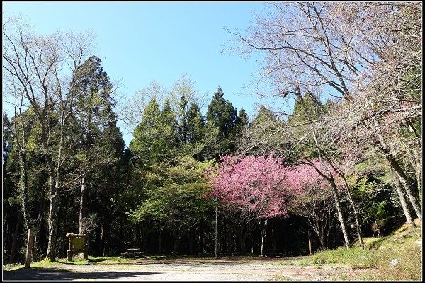 2019.03.04 觀霧‧霧社櫻櫻王