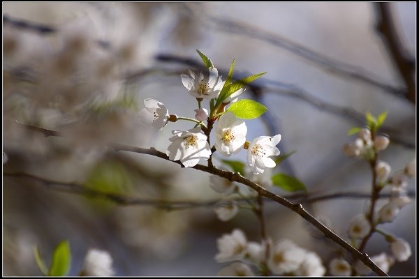 2019.03.04 觀霧‧霧社櫻櫻王